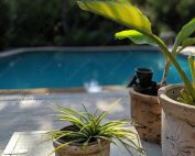 Photo for the Pool Friendly Plants blog post. Get pool advice from Swimart.