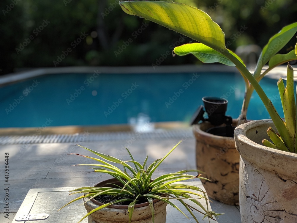 Photo for the Pool Friendly Plants blog post. Get pool advice from Swimart.