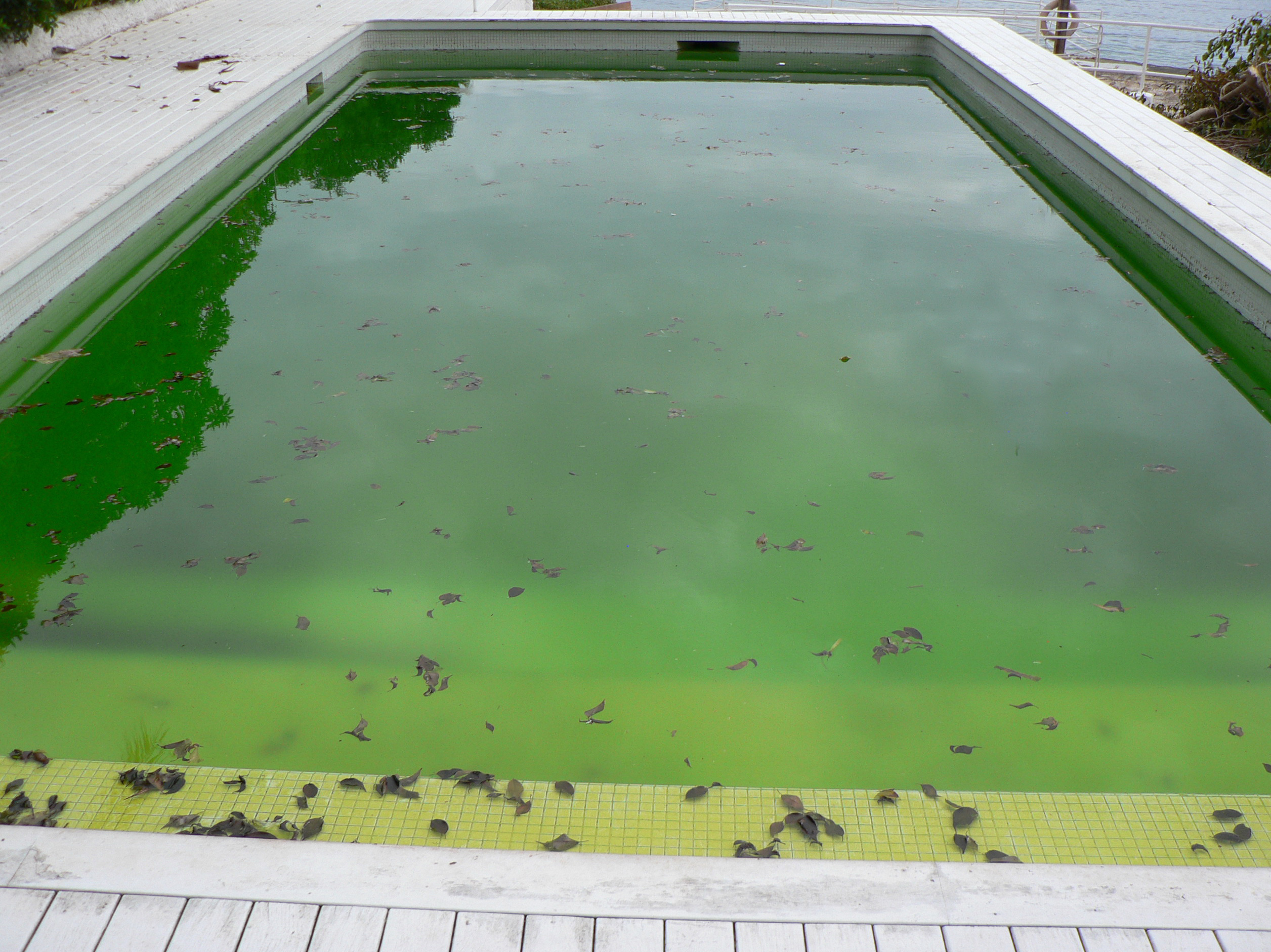 Dirty pool water surface with autumn leaves floating on the wate Fix Green Swimming Pool Water. Swimart Pool Safety Tips.